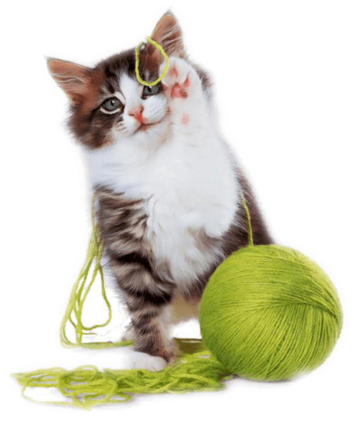 gato brincando com lã